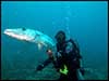 Dolphin Sun Charters | South Florida | Best Scuba Diving | Best Dive Charter Boynton Beach, Florida