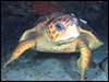 Dolphin Sun Charters | South Florida | Best Scuba Diving | Turtles