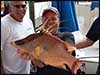 Dolphin Sun Charters | South Florida | Best Scuba Diving | Huge Hogfish